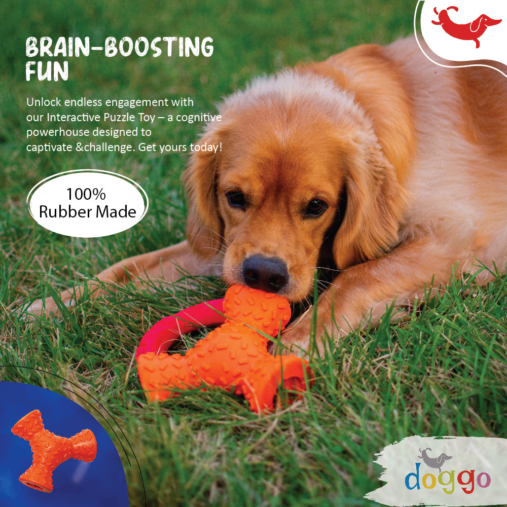 Best Training Tips to Boost Dog Obedience