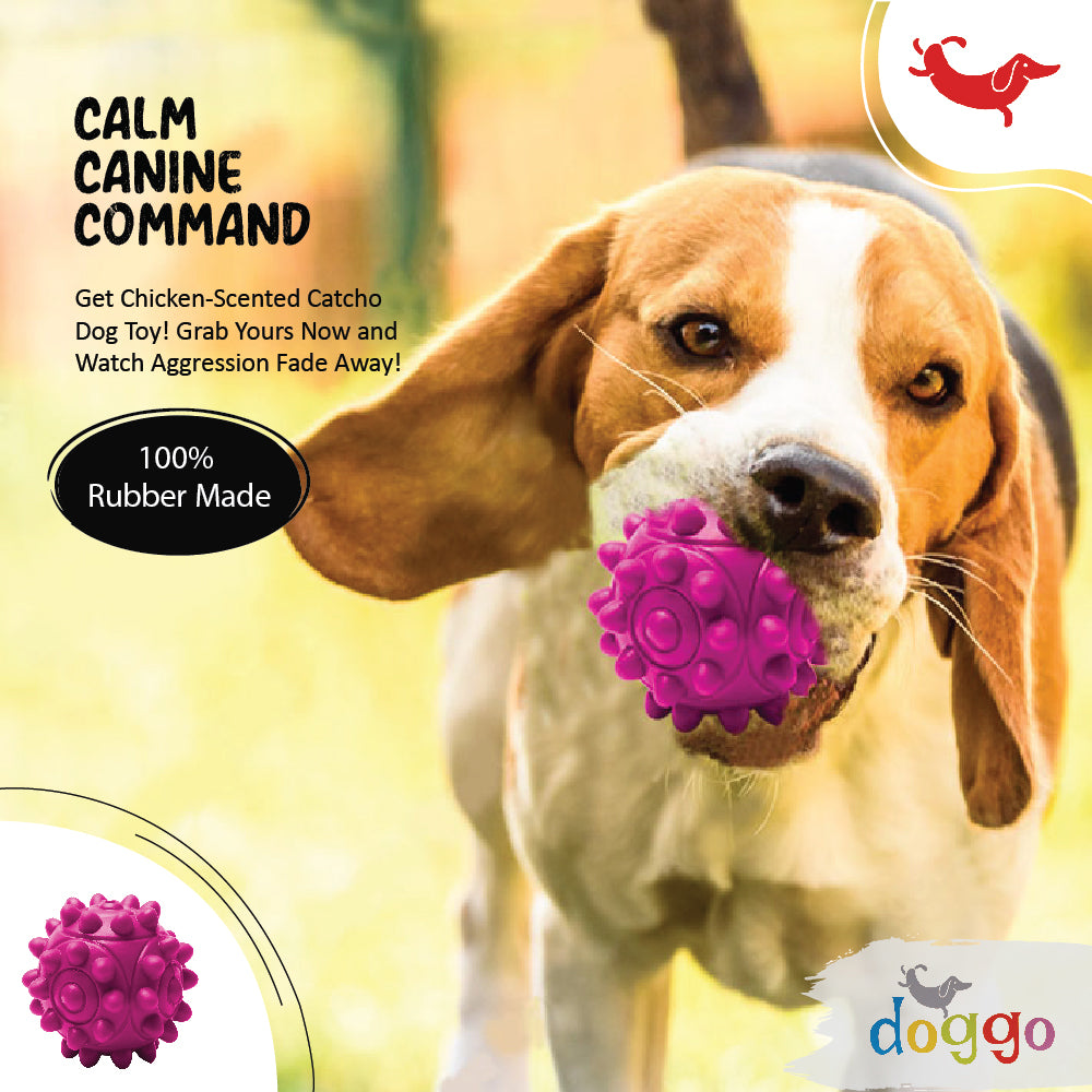 10 Ways to Keep Your Dog Active and Happy