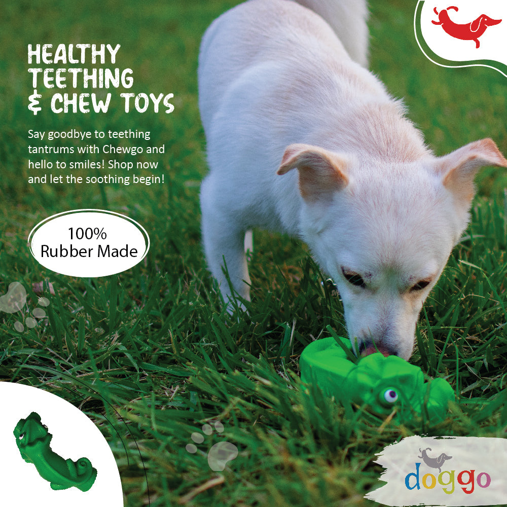 Guide On Health Check-ups And Pet Vaccinations For Your Pet